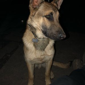 Meet your Posher, Leonard